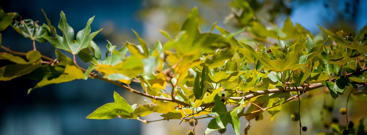 Close up of tree branch with leaves