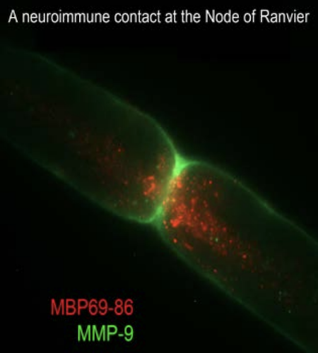 neuroimmune contact Node of Ranvier